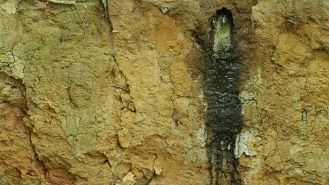 Kingfisher in nesting hole. Kingfisher during summer, nesting time. Stock Footage 87280333