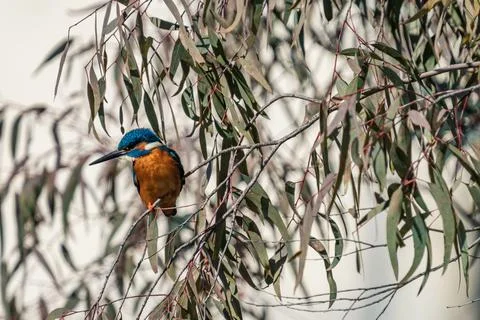 Kingfisher observing from the eucalyptus tree Stock Photos