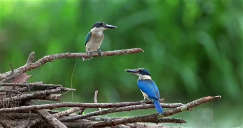 Kingfisher pair perched on dry branches, collared kingfisher tropical Видео 333492829