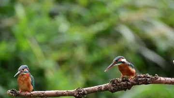 Kingfisher in the park Stock-Footage 85829825