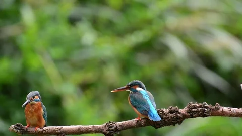 Kingfisher in the park Vídeo Stock 85829851