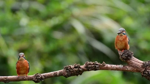 Kingfisher in the park Stock-Footage 85829893