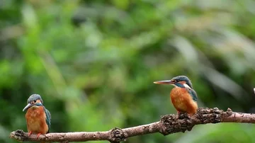 Kingfisher in the park Stock-Footage 85829937