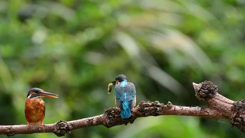 Kingfisher in the park Vídeo Stock 85829941