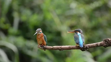 Kingfisher in the park Stock-Footage 85829981