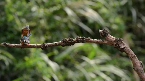 Kingfisher in the park Video stock 85830021