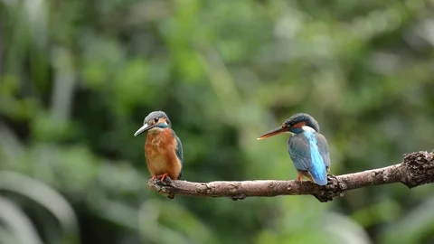 Kingfisher in the park Stock-Footage 85830045
