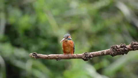 Kingfisher in the park Stock-Footage 85830077