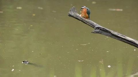 Kingfisher in the park Video stock 85830110