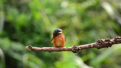 Kingfisher in the park Stock-Footage 85838656