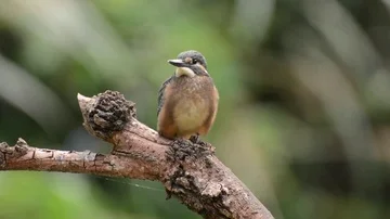 Kingfisher in the park Stock-Footage 85838732