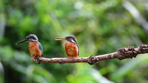 Kingfisher in the park Video stock 85838788