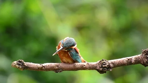 Kingfisher in the park Video stock 85838855