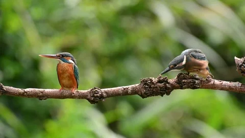 Kingfisher in the park Stock-Footage 85838863
