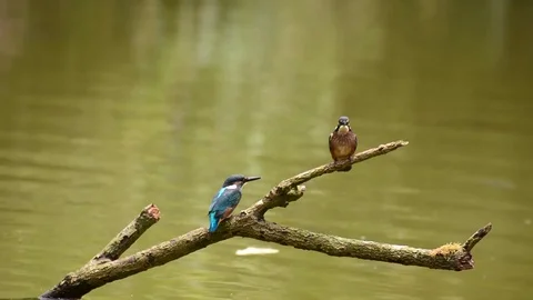 Kingfisher in the park Stock-Footage 85838880