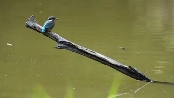 Kingfisher in the park Stock-Footage 85838926