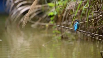 Kingfisher in the park Video stock 85838966