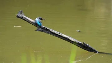 Kingfisher in the park Video stock 85839016