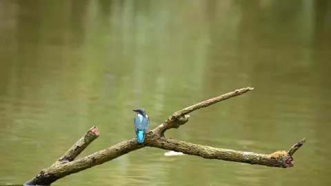 Kingfisher in the park Video stock 85839078
