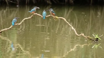 Kingfisher in the park Stock-Footage 85839225