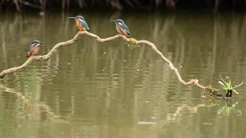 Kingfisher in the park Video stock 85839310