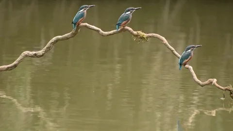 Kingfisher in the park Stock-Footage 85839383