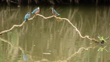 Kingfisher in the park Stock-Footage 85839394