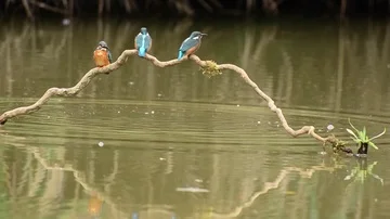 Kingfisher in the park Stock-Footage 85839411