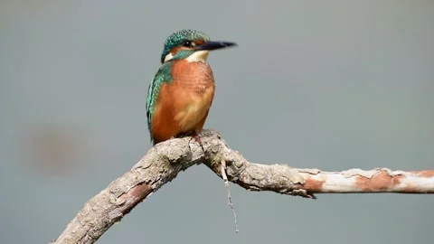 Kingfisher on a perch looking for prey Stock Footage 155534418