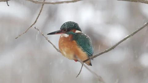 A kingfisher perched on a bare branch during winter 스톡 동영상 306290454