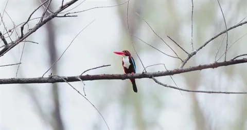 Kingfisher perched on bare branch, softfocus woodland backdrop, Stock Footage 305935698