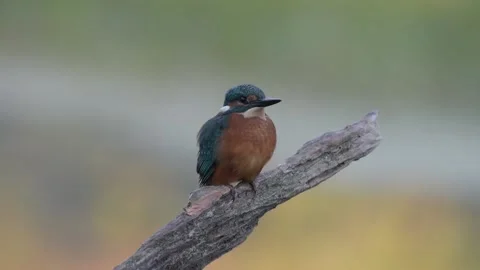 Kingfisher perched on a branch Stock Footage 147902970