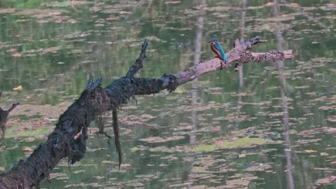 Kingfisher perched on dead branch above river in natural habitat Stock Footage 314548985
