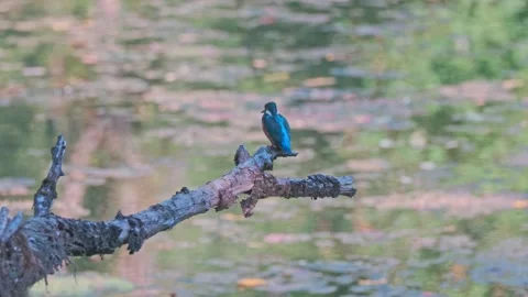 Kingfisher perched on dead branch above river in natural habitat Stock Footage 314549003