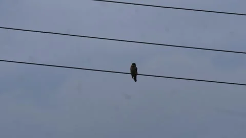 Kingfisher Perched Stock Footage 344815374
