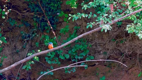 Kingfisher perched in natural summer environment Stock Footage 313336311