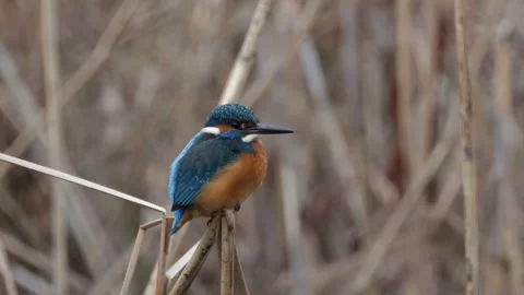 A kingfisher perched on a reed. 스톡 동영상 306295305