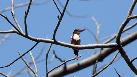 Kingfisher perched up on a tree and looking around in Pench national park Stock Footage 253402791