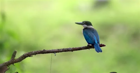 Kingfisher perched on tree branch, collared kingfisher in green forest Видео 334207345