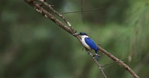Kingfisher perched on tree branch, collared kingfisher in tropical for Видео 336298098