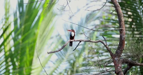 Kingfisher perched on tree branch, dense green foliage, tropical Stock Footage 305927986