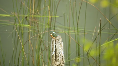 Kingfisher Perched on Tree Stump in Gujarat India 01 Stock Footage 337643248