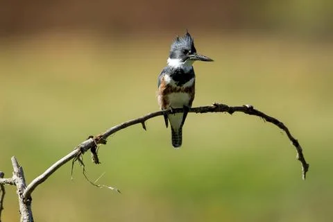 Kingfisher perched on twig. Stock Photos