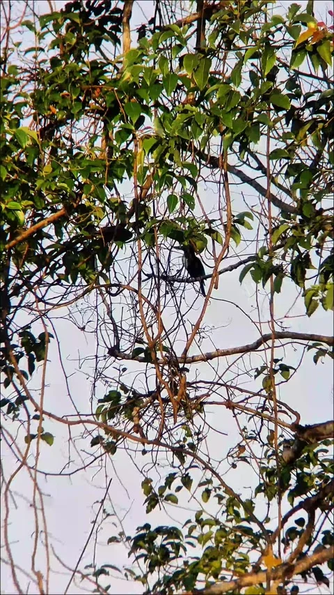 A kingfisher perches quietly on a tree branch, Stock Footage 326084358