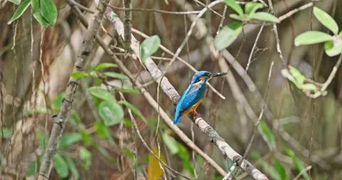 Kingfisher perching on branch, forest background, wildlife photography 库存影片 343626374