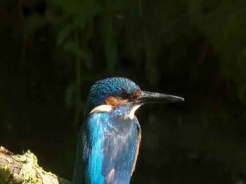 Kingfisher perching in the sunshine 스톡 동영상 71277087