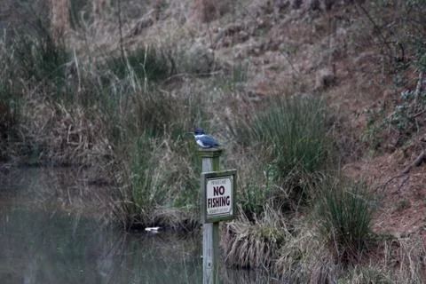 Kingfisher Photos
