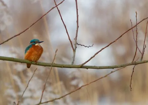 Kingfisher Stock Photos