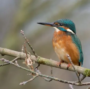 Kingfisher 스톡 사진