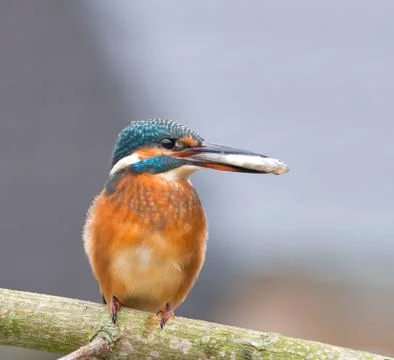 Kingfisher Stock Photos